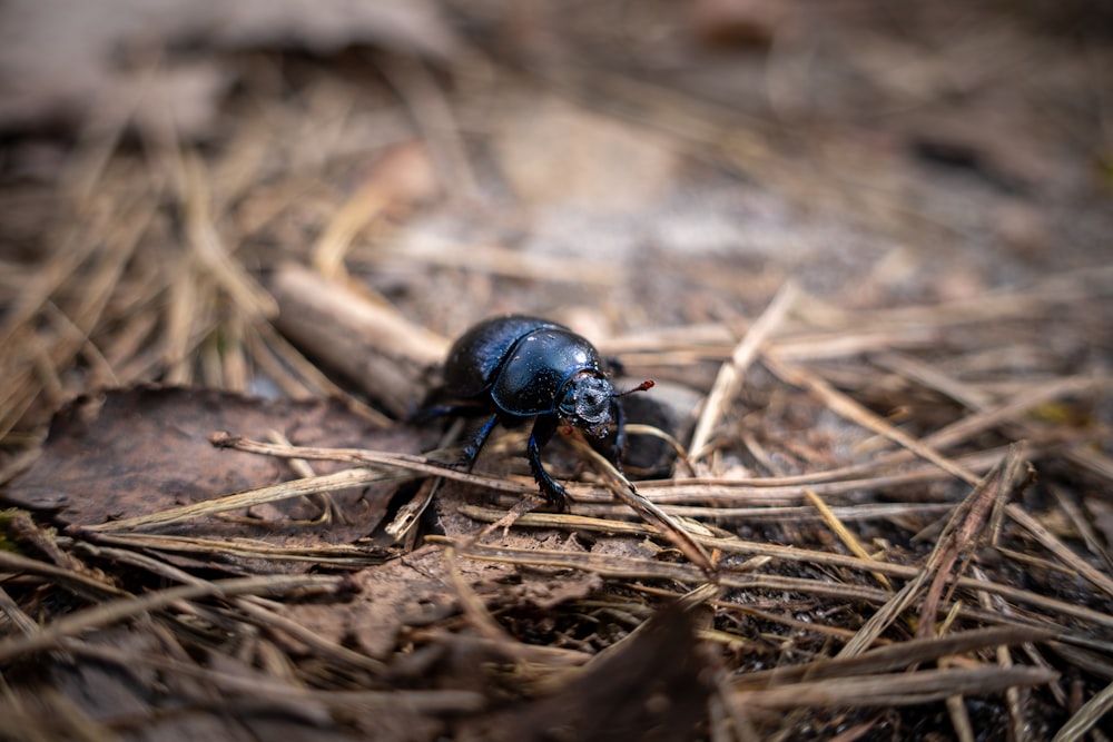 a blue beetle sitting on the ground in the woods