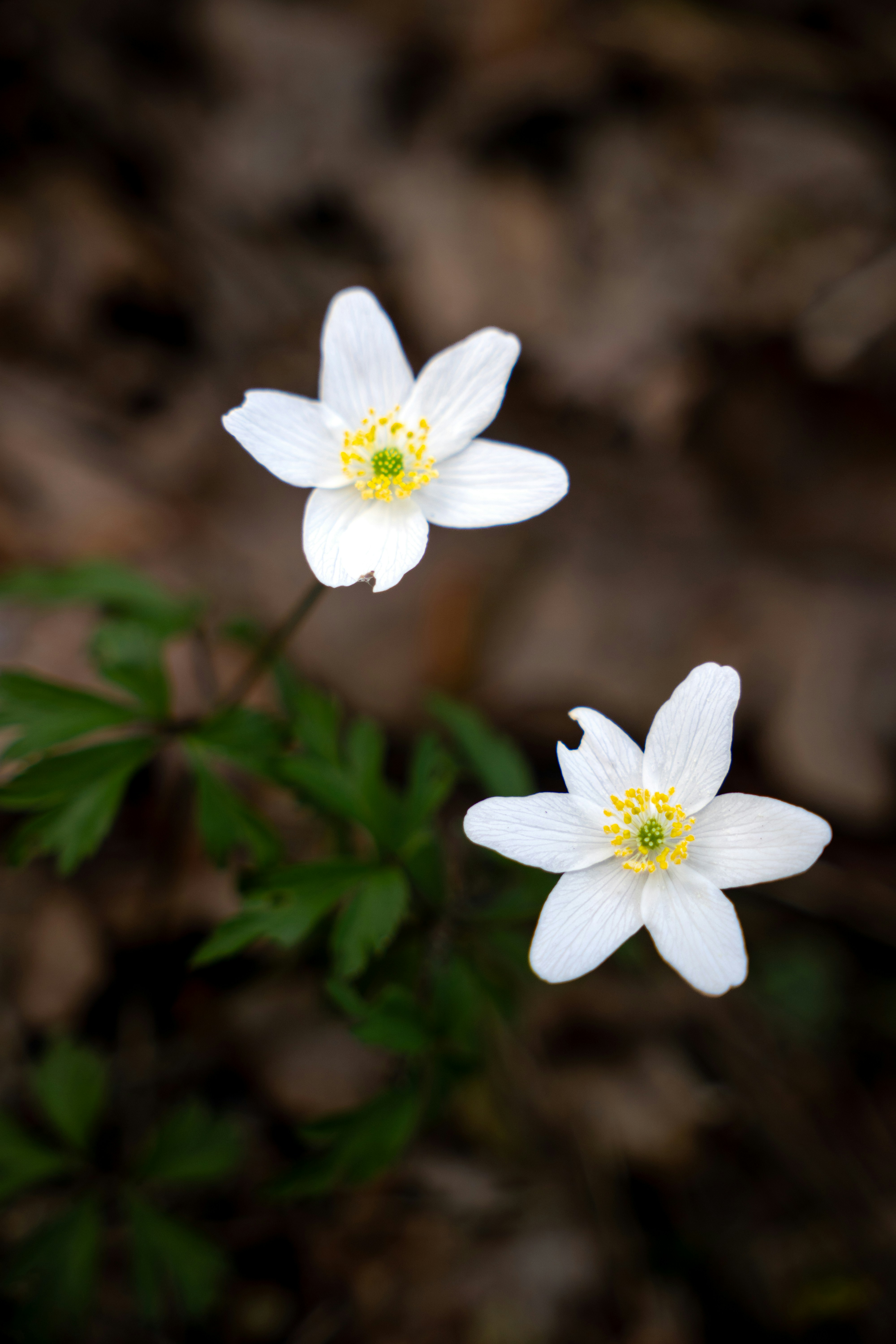 Photo by misha_blivi