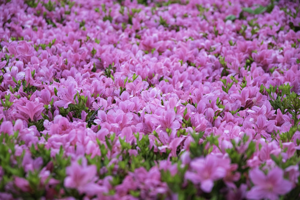 a field of pink flowers with green leaves