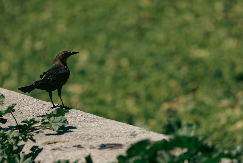 a black bird is standing on a ledge