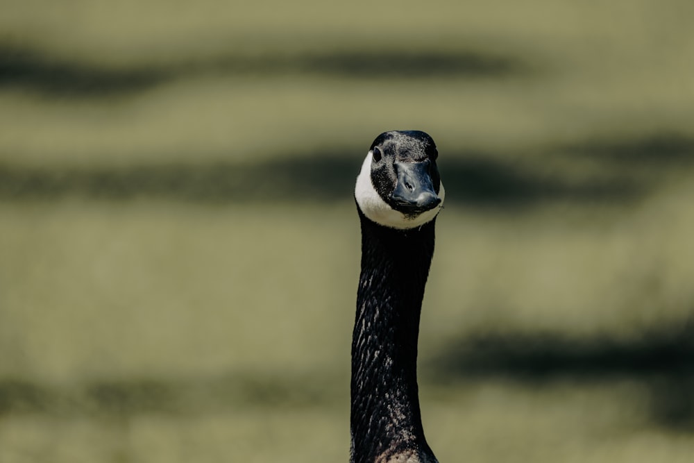 a close up of a bird with a blurry background