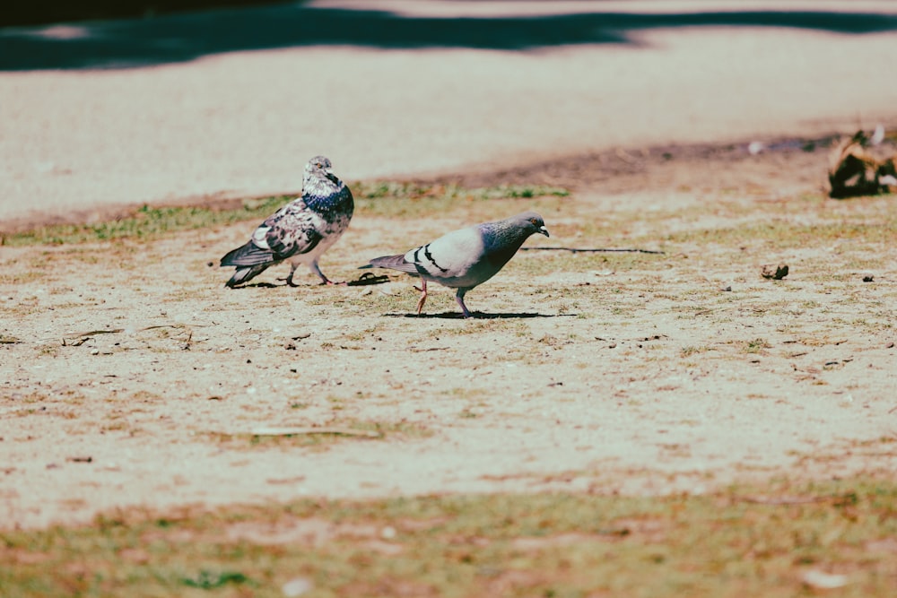 a couple of birds that are standing in the dirt