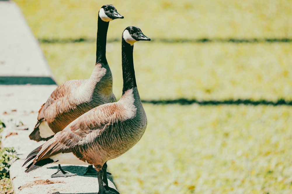 a couple of birds standing next to each other