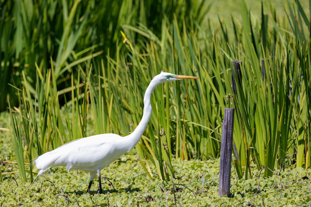 a white bird is standing in the water