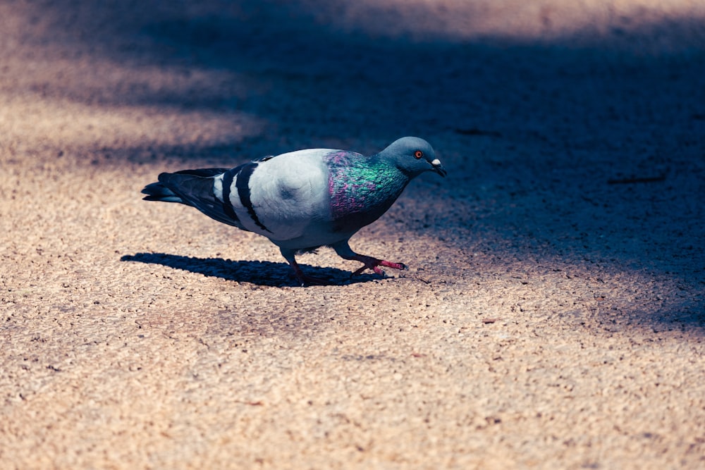 a pigeon standing on the ground in the sun