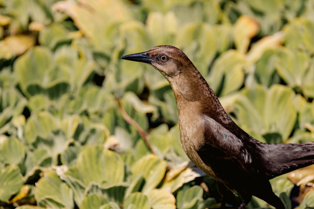 a brown and black bird standing in a field of green plants