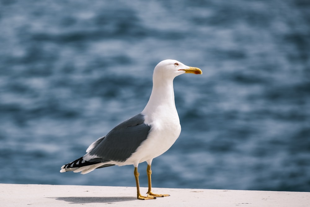 a seagull is standing on a ledge near the water