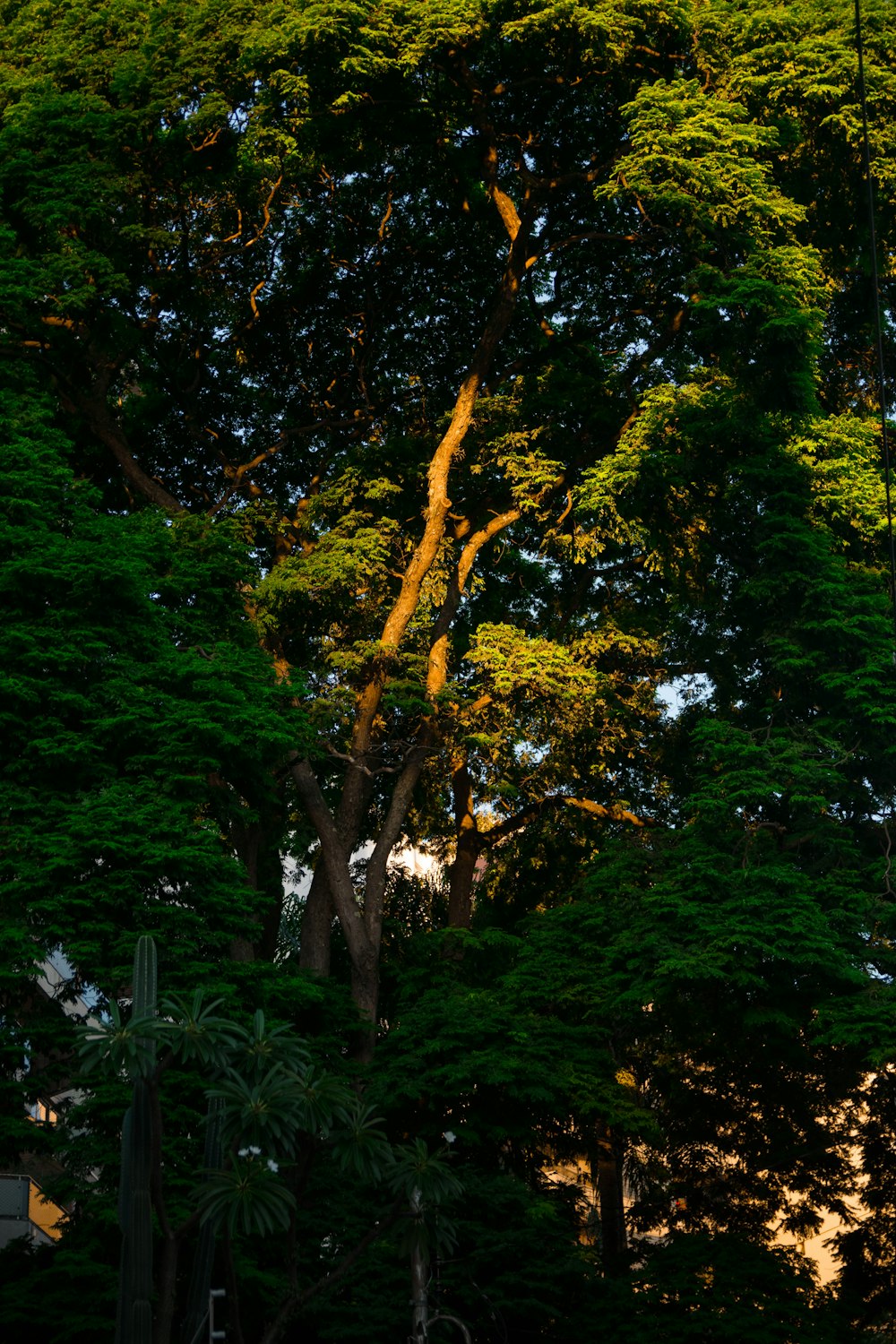 uma torre do relógio no meio de uma floresta