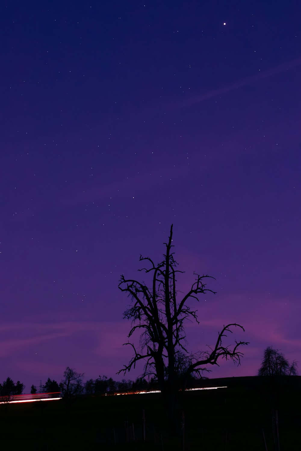 a tree in a field with a purple sky in the background