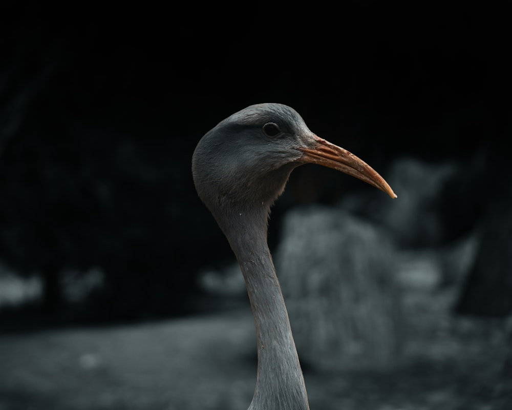 a close up of a bird with a long neck