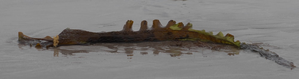 a dead alligator in a body of water