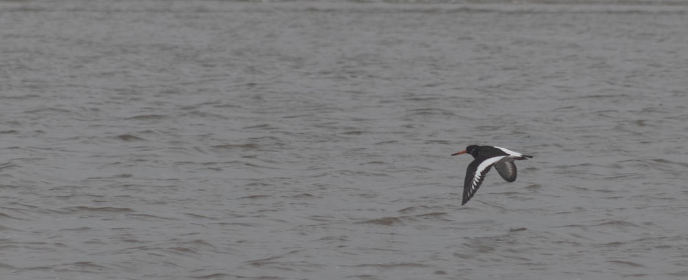 a black and white bird flying over a body of water