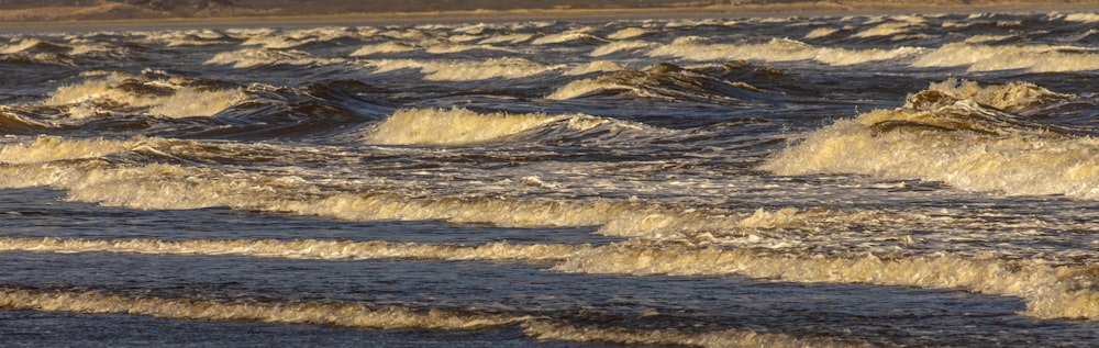 a bird standing on top of a wave covered beach