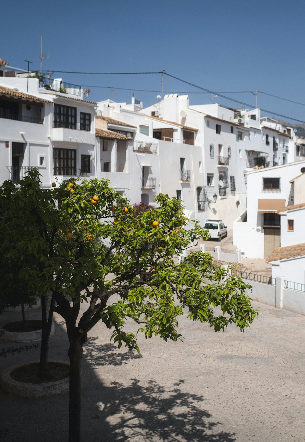 an orange tree in front of a row of white buildings