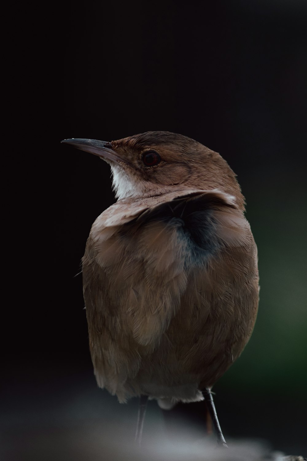 a small bird sitting on top of a piece of wood