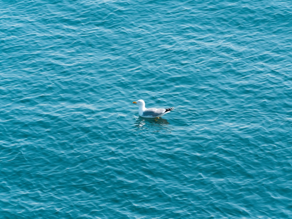 a seagull floating in the middle of a body of water