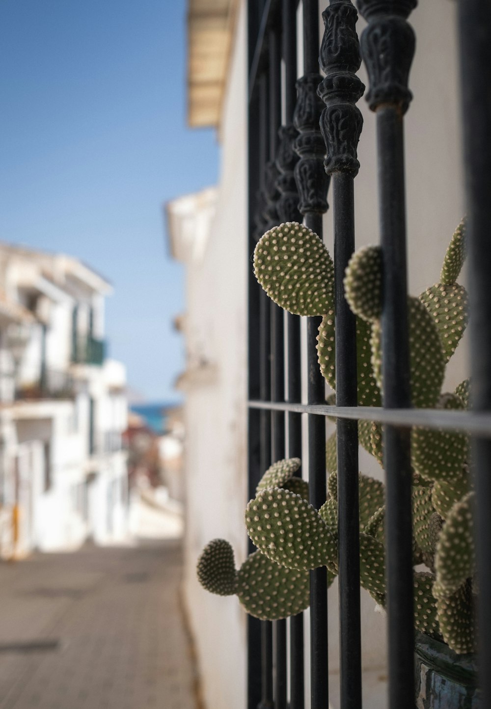 una valla con un montón de cactus creciendo en ella