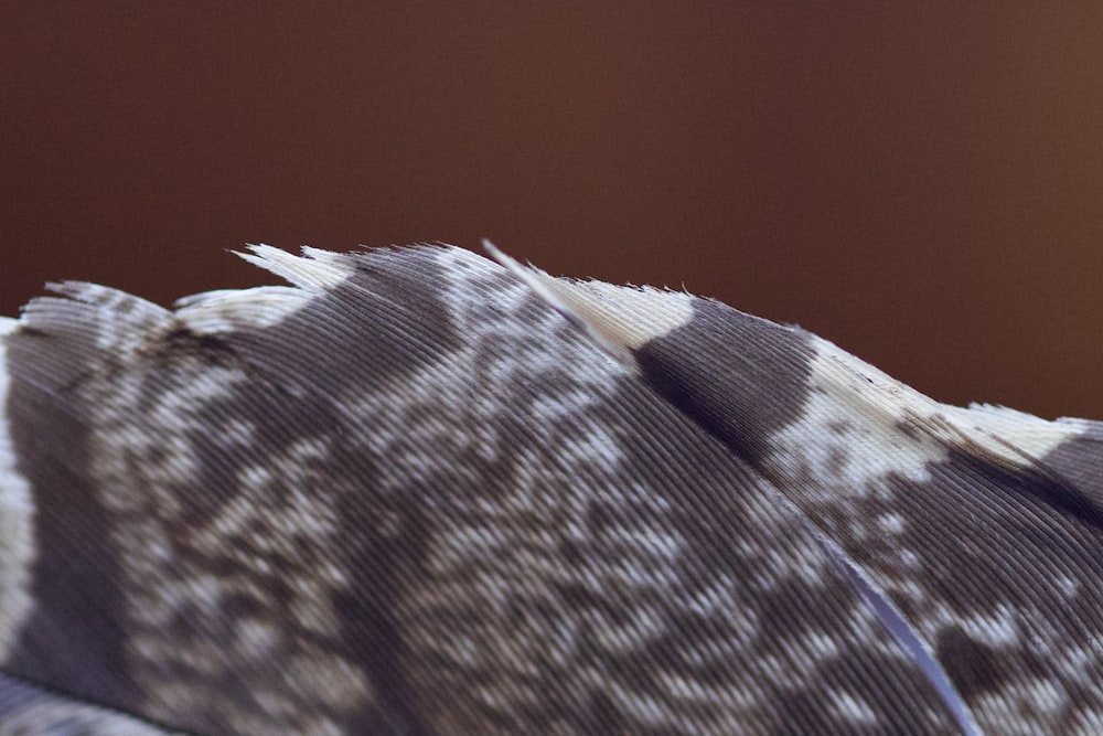 a close up of a bird's feathers with a brown background