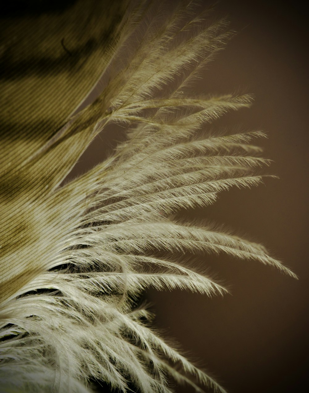 a close up of a white feather on a black background