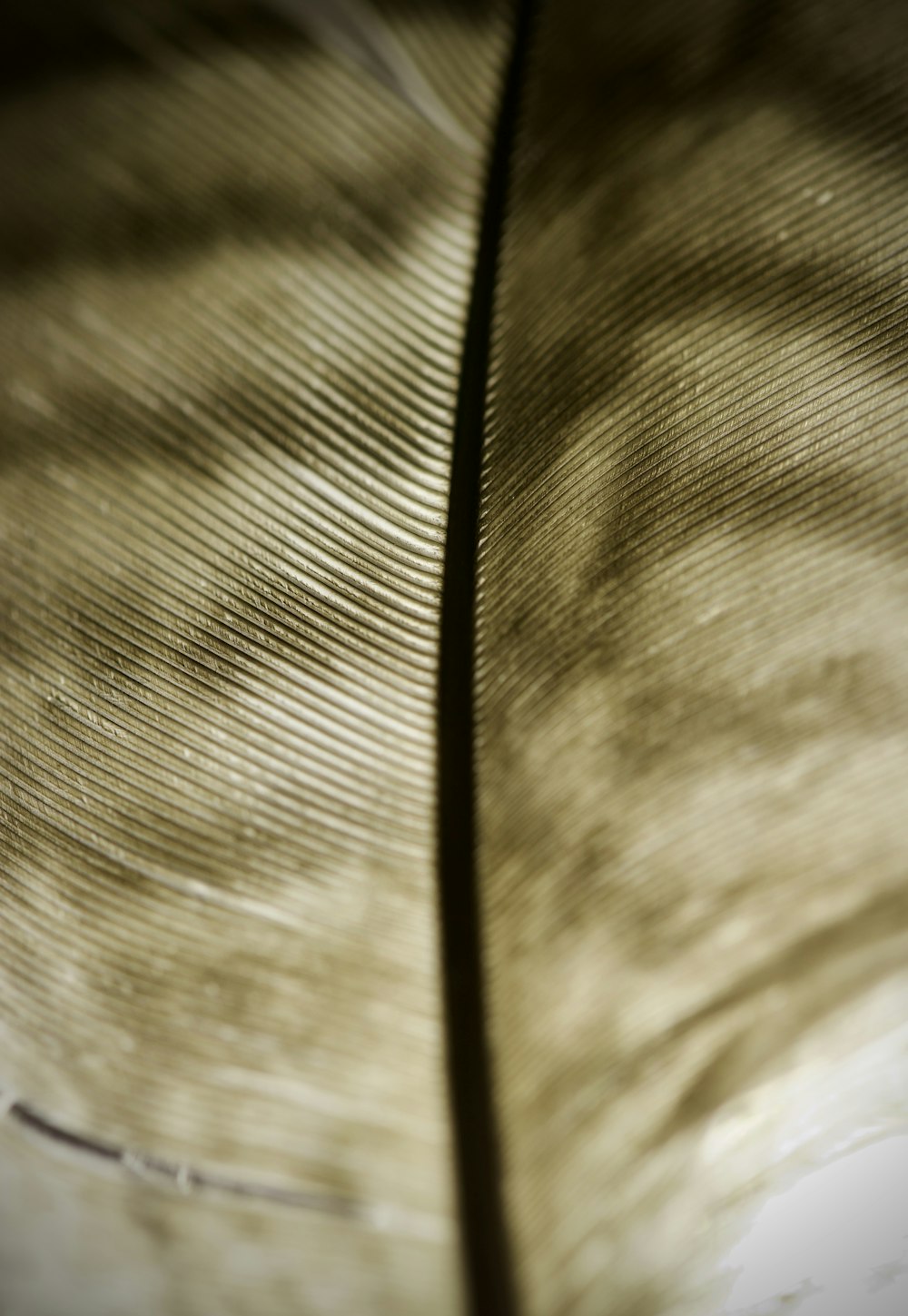 a close up of a feather like object