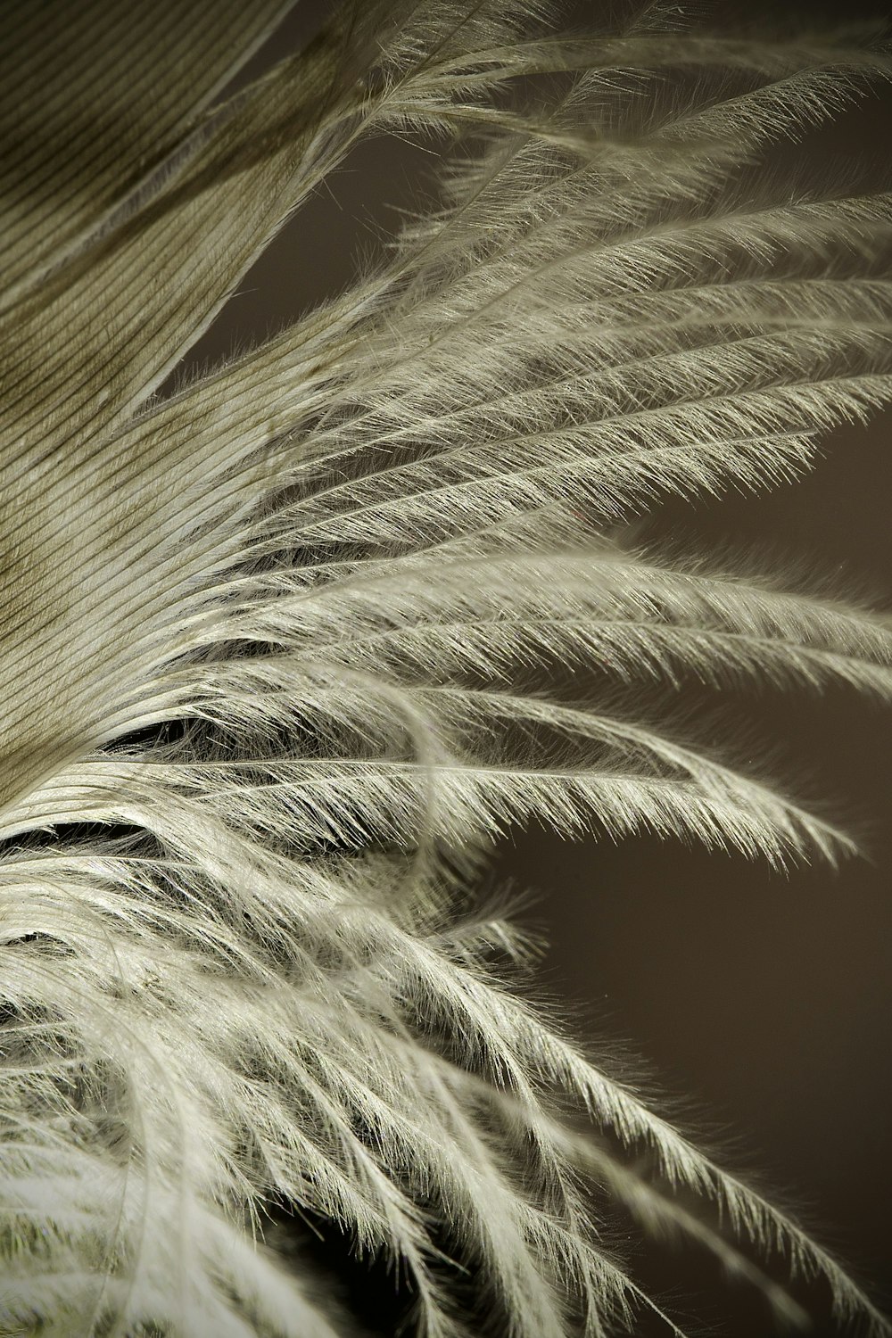 a close up of a white feather on a black background