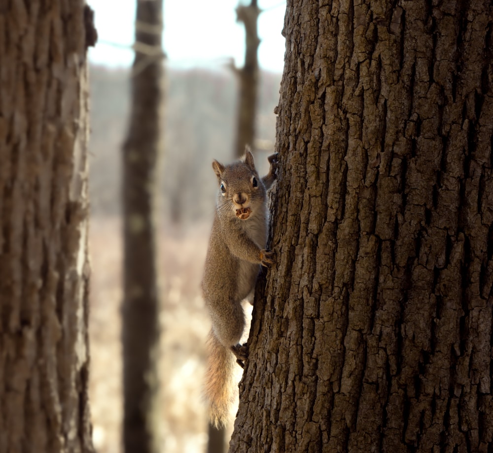 나무 옆으로 기어오르는 다람쥐