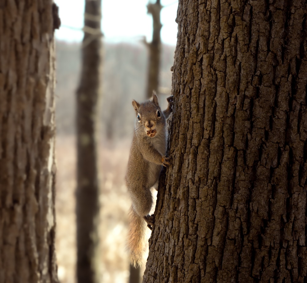 un écureuil grimpant sur le flanc d’un arbre