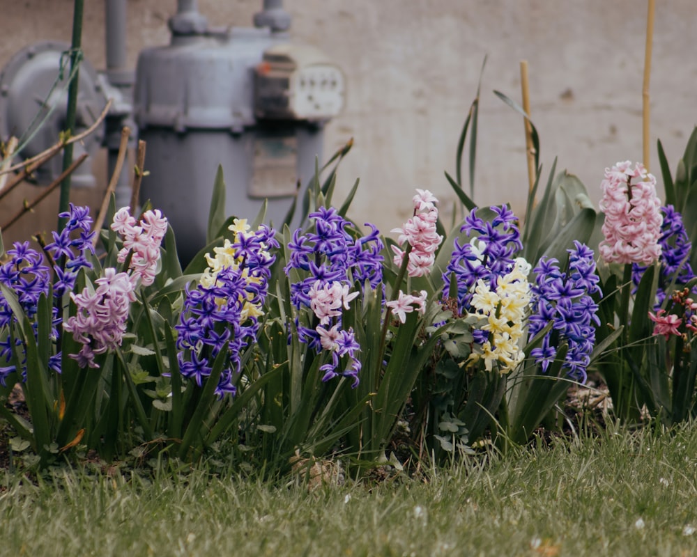 a bunch of flowers that are in the grass