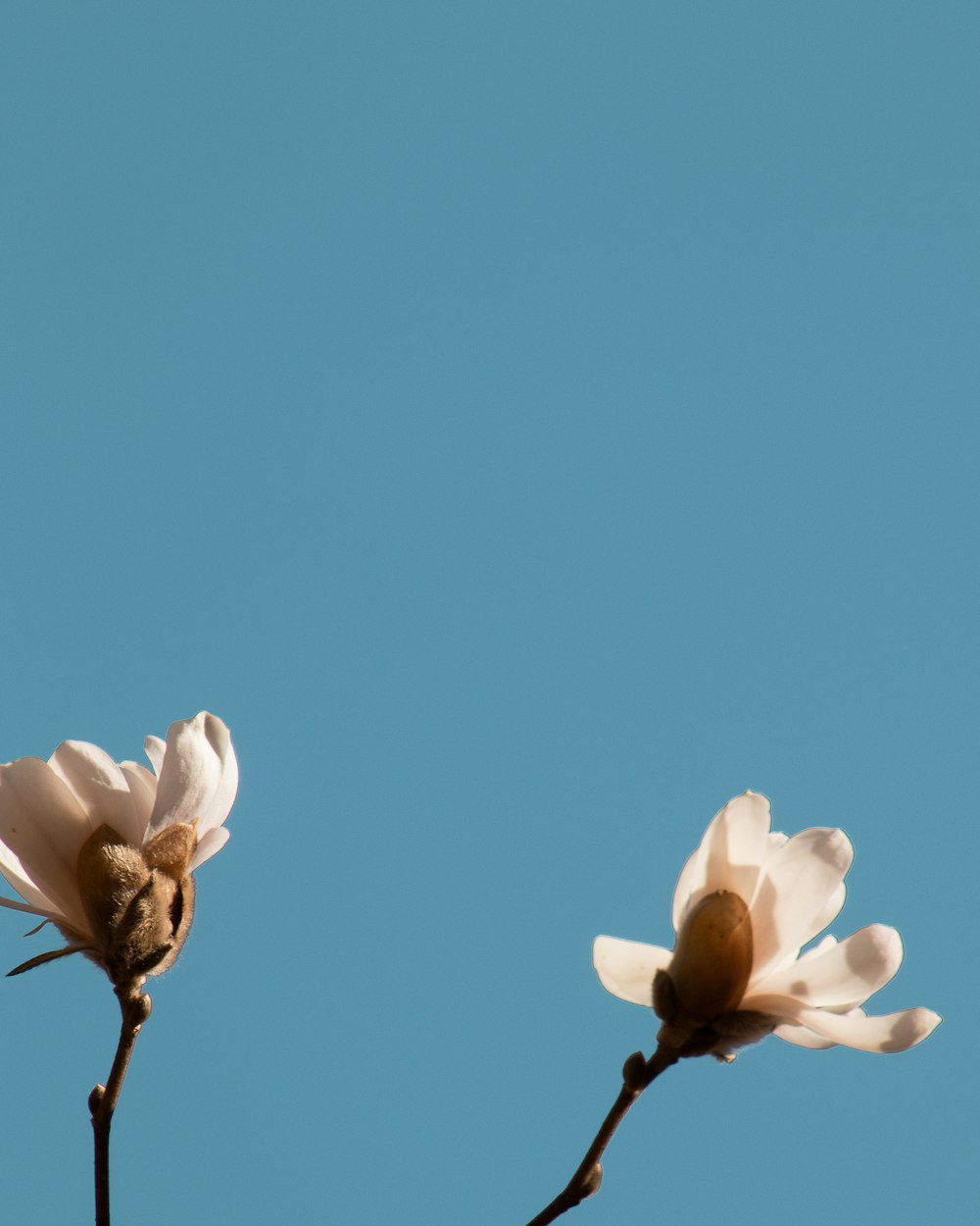 two white flowers with a blue sky in the background