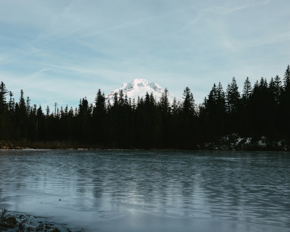 a large body of water surrounded by trees