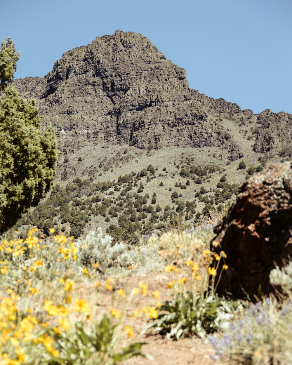 a view of a mountain with yellow flowers in the foreground