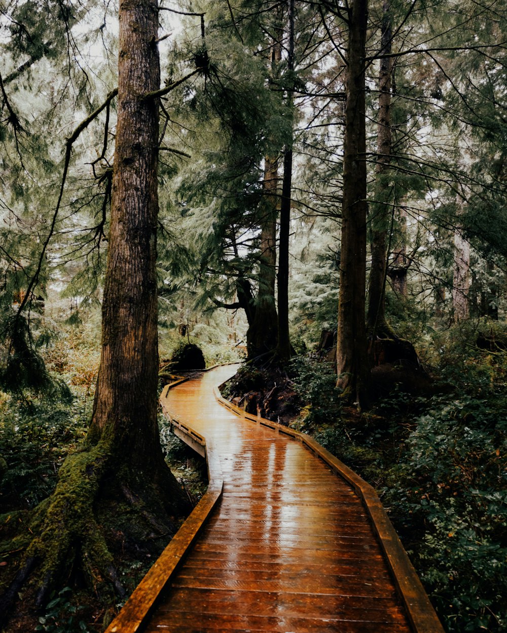 a wooden walkway in the middle of a forest