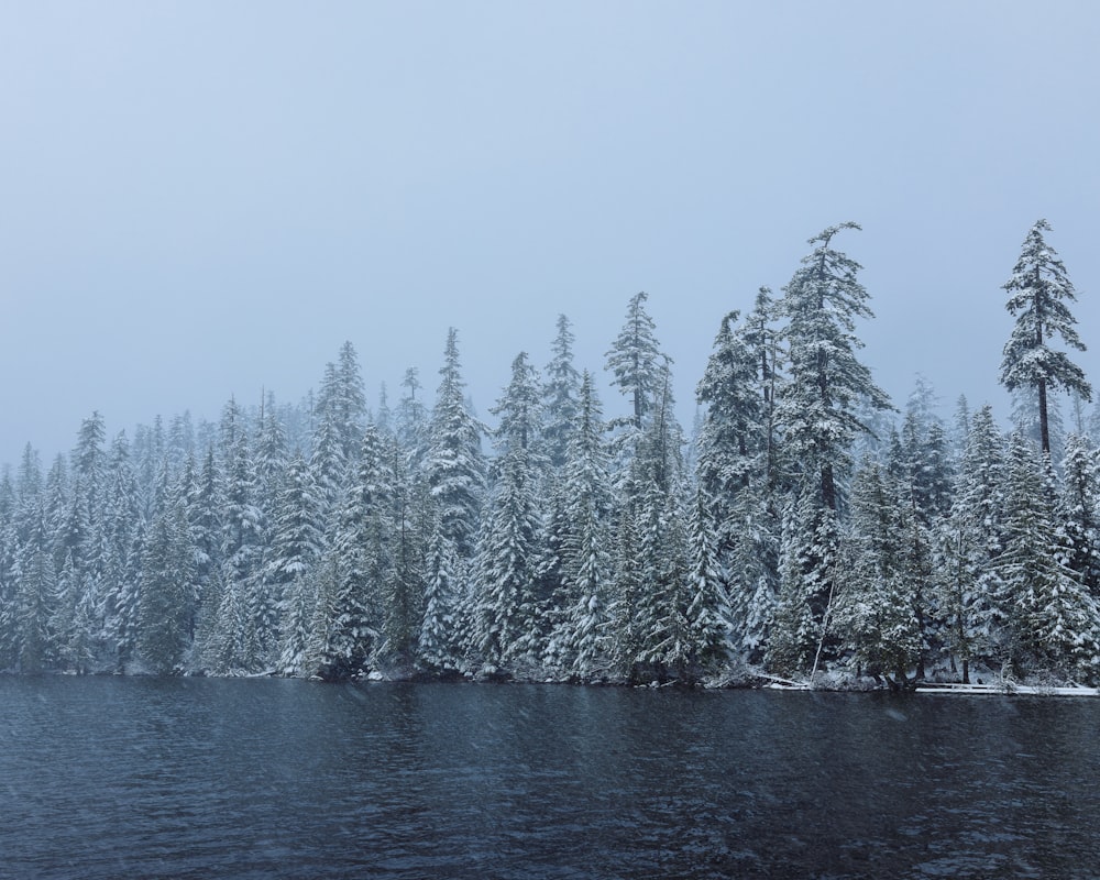 a group of trees covered in snow next to a body of water