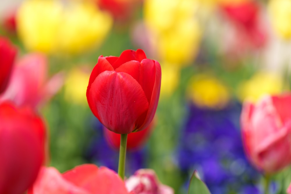 a close up of a red tulip in a field of flowers