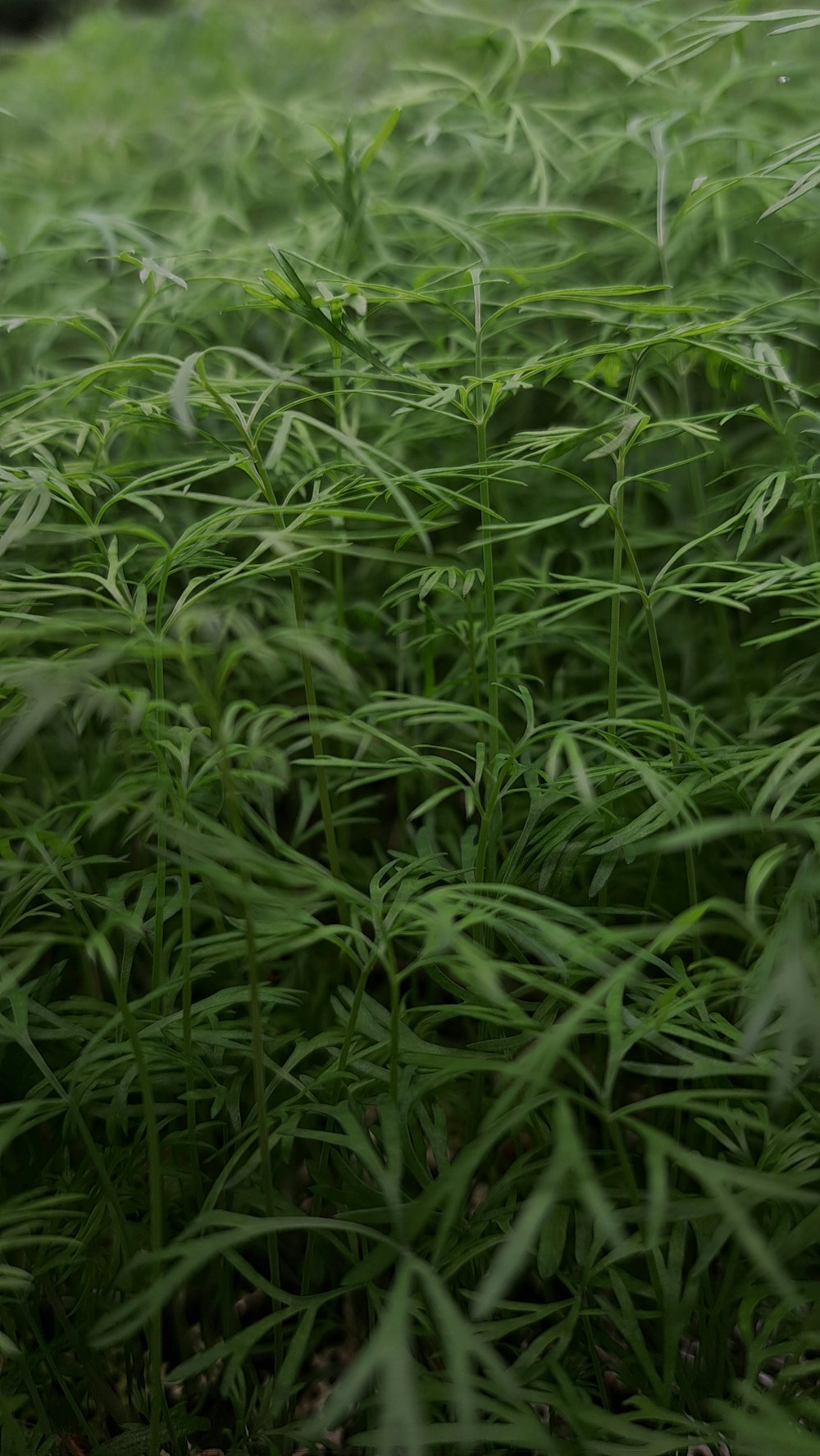 a close up of a field of green grass