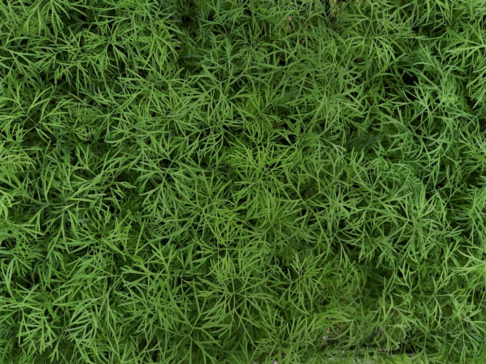 a close up of a green plant with lots of leaves