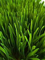 a close up of a plant with green leaves