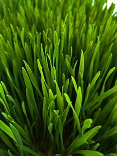 a close up of a plant with green leaves