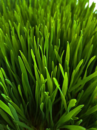 a close up of a plant with green leaves