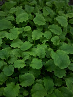 a close up of a plant with green leaves