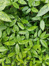 a close up of a plant with green leaves