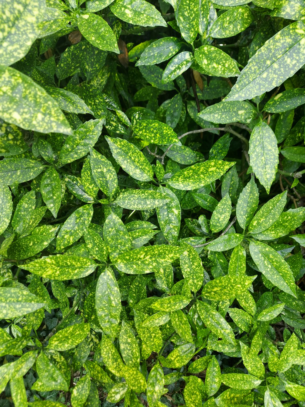 a close up of a plant with green leaves