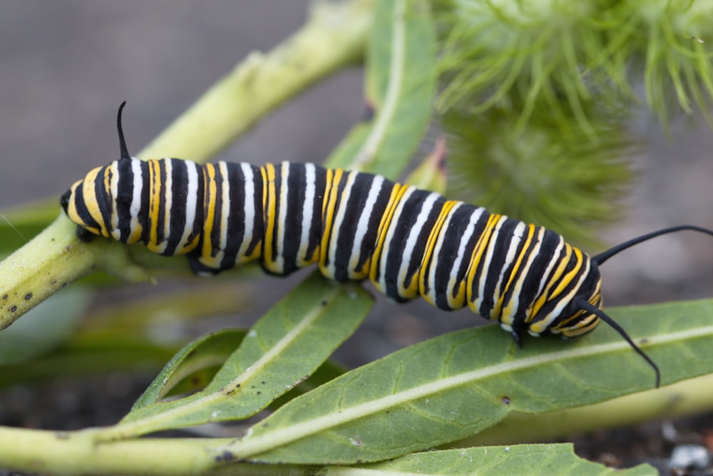 a black and yellow caterpillar on a green plant