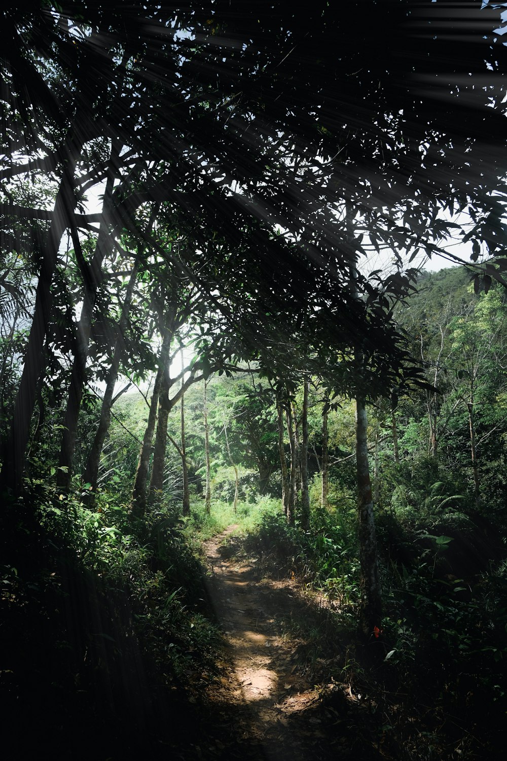 a dirt path in the middle of a forest