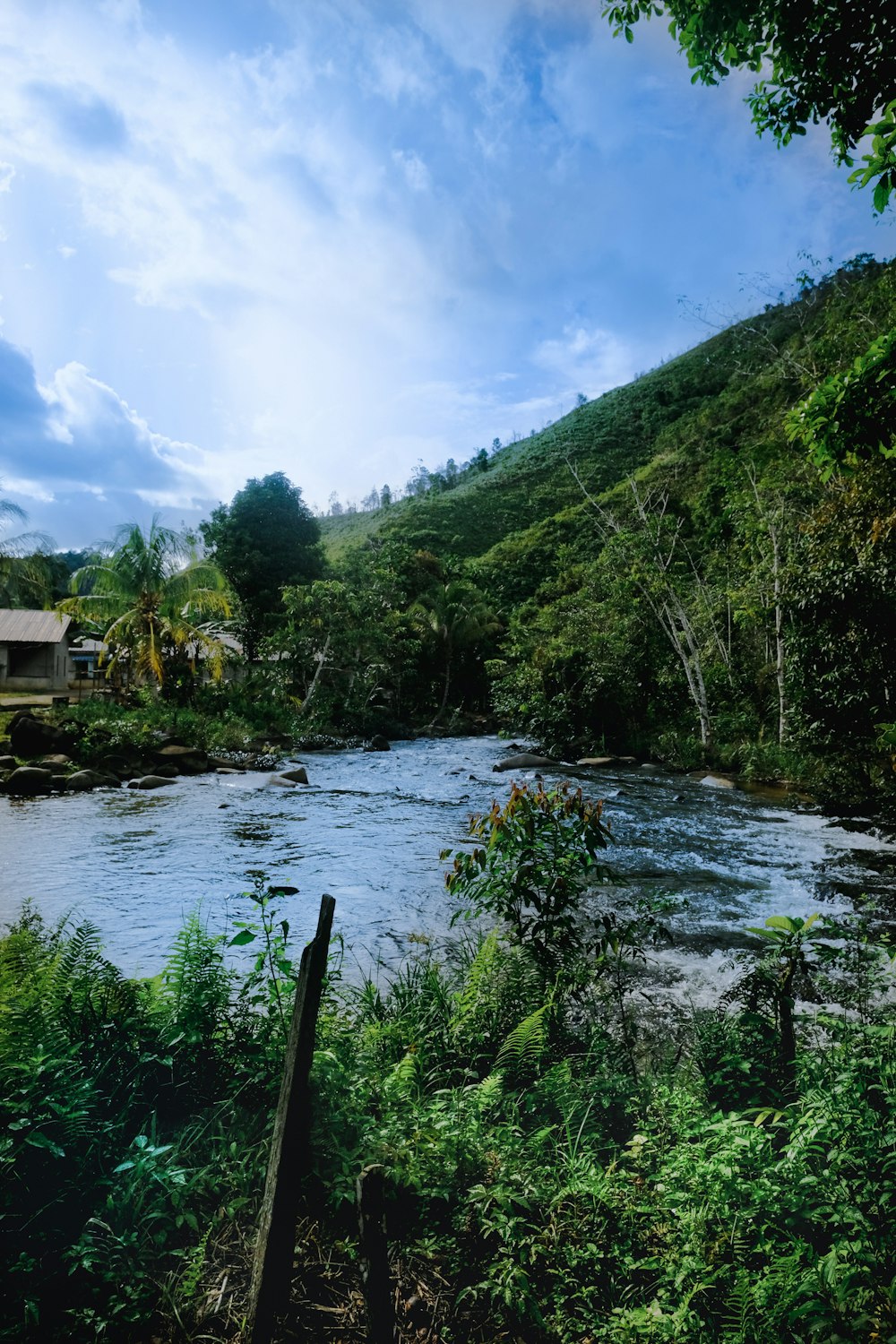 a river running through a lush green forest