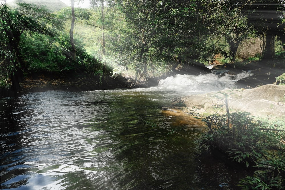 a stream running through a lush green forest