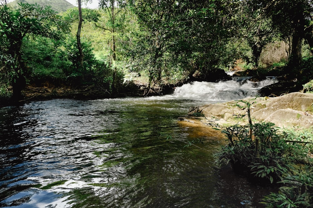 a river running through a lush green forest