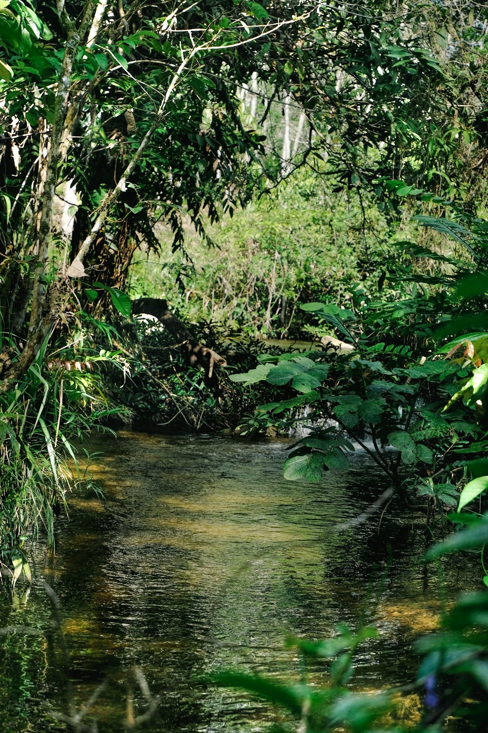 a river running through a lush green forest