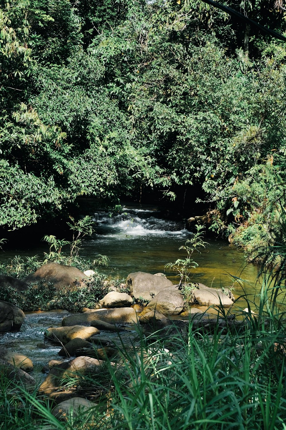 a river running through a lush green forest