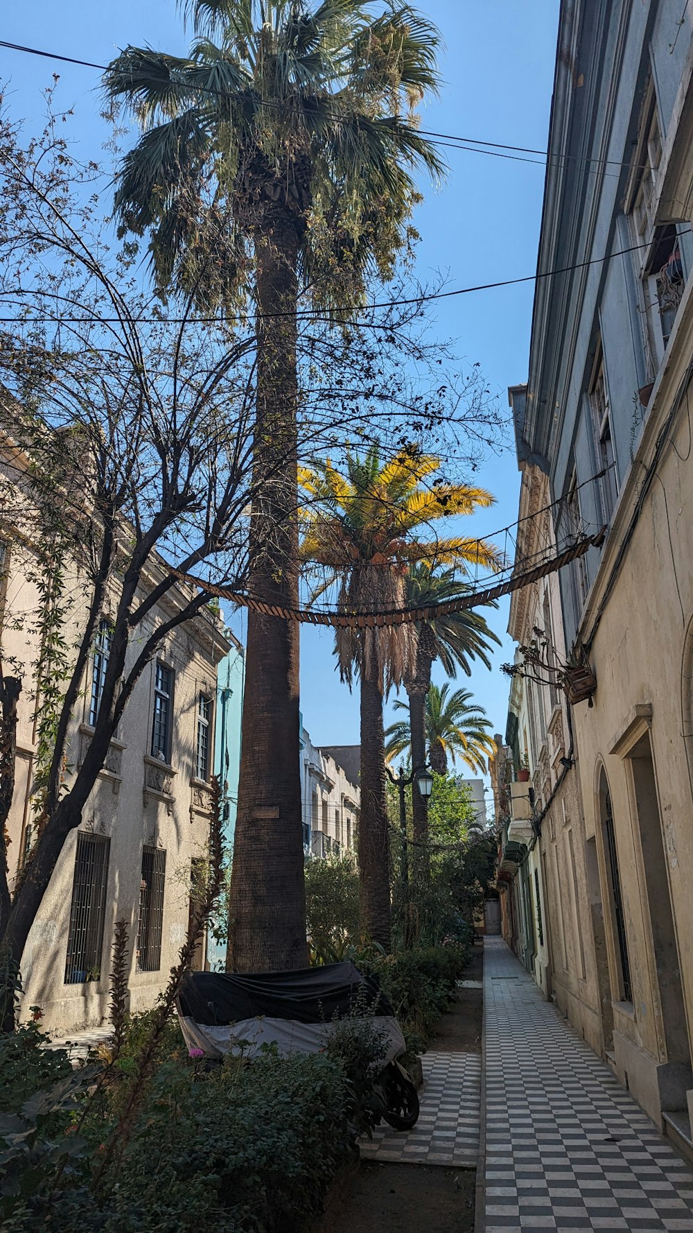 a tall palm tree sitting next to a building